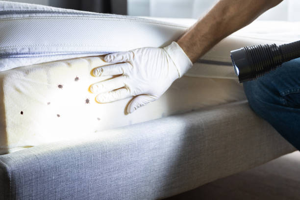 Best Emergency Pest Control  in Glenwood Springs, CO