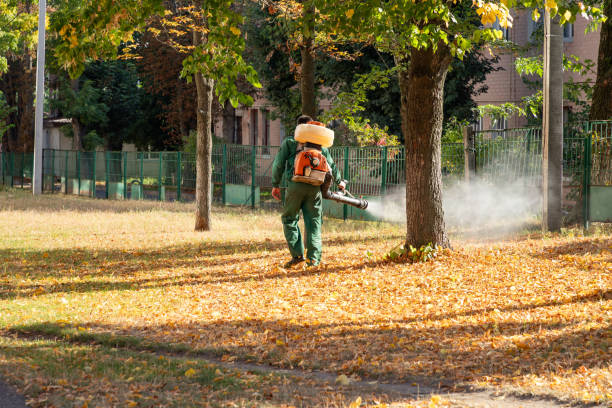 Best Local Pest Control Services  in Glenwood Springs, CO