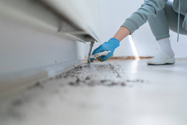 Best Residential Pest Control  in Glenwood Springs, CO